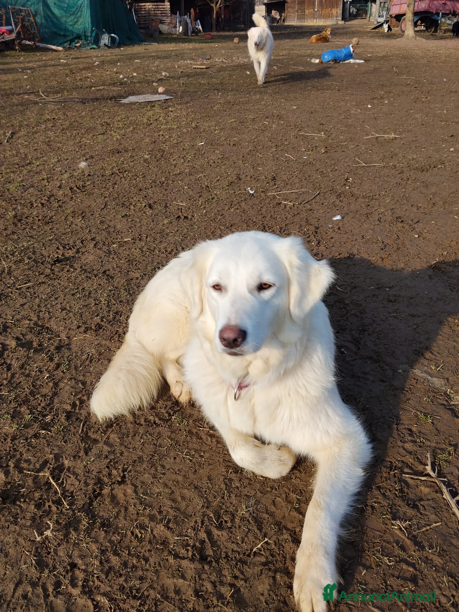 Meticcio cani Emma  - Annuncio 30