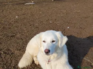 Meticcio cani Emma - Annuncio 30