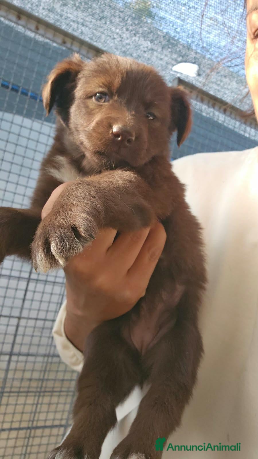 Meticcio cani Nicole: 2 mesi taglia contenuta  - Annuncio 6