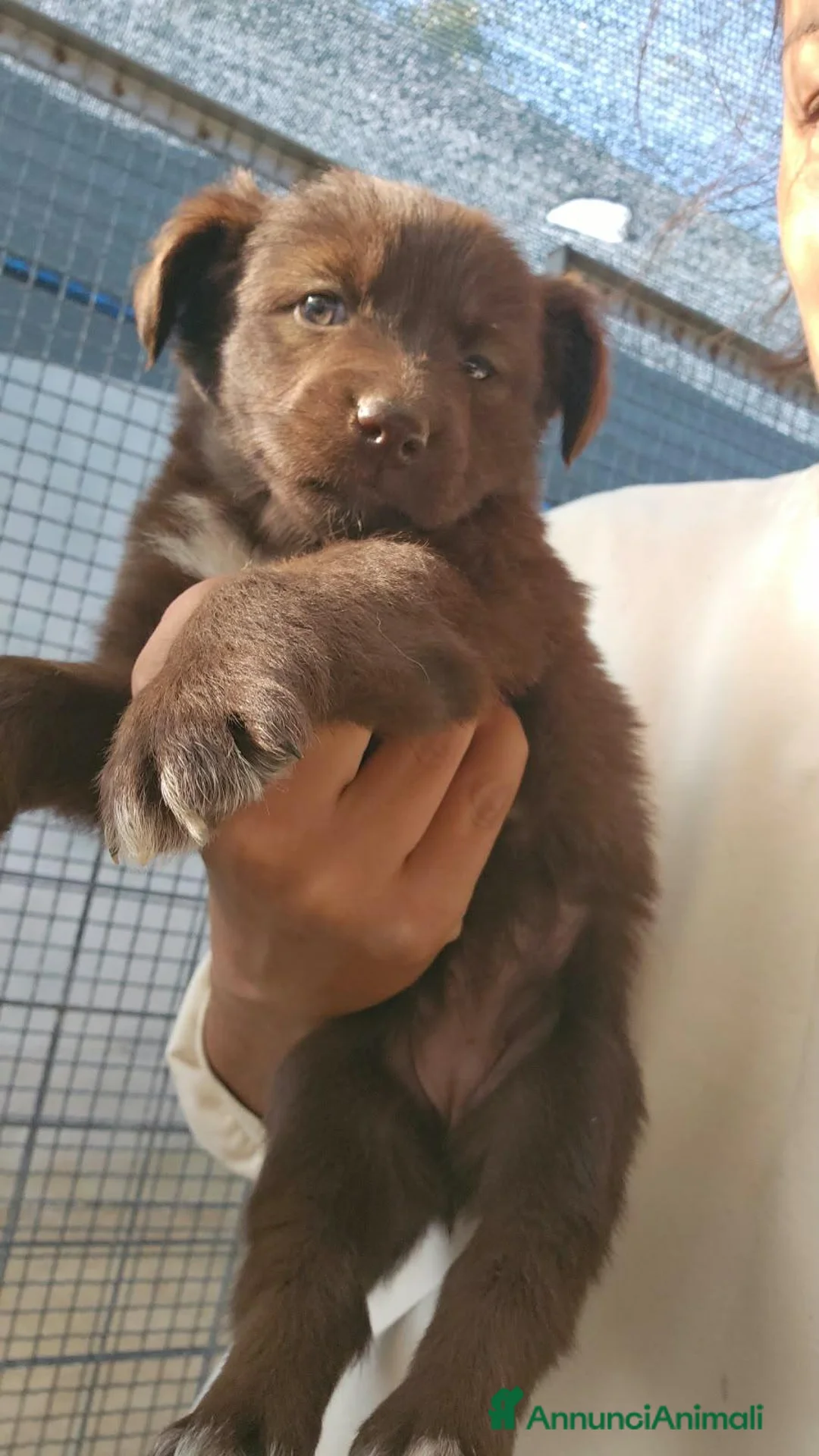 Meticcio cani in regalo: Nicole: 2 mesi taglia contenuta  - Annuncio 1
