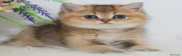British gatti in vendita: Dolcissimi cuccioli di british shorthair golden - Annuncio 5