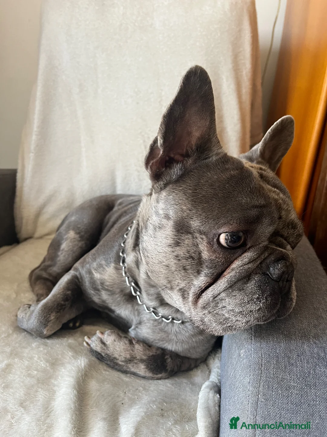 Bulldog Francese cani in vendita: Vendita bulldog francese Arlecchino - Annuncio 2