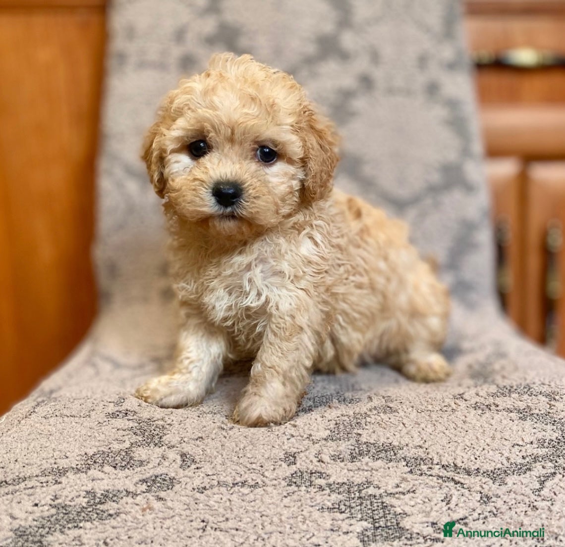Barboncino Toy cani barboncino toy albicocca  - Annuncio 1