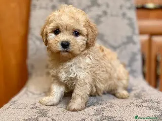 Barboncino Toy cani barboncino toy albicocca - Annuncio 1