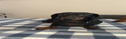 Bassotto Nano cani in vendita: Bassotto nano  - Annuncio 2