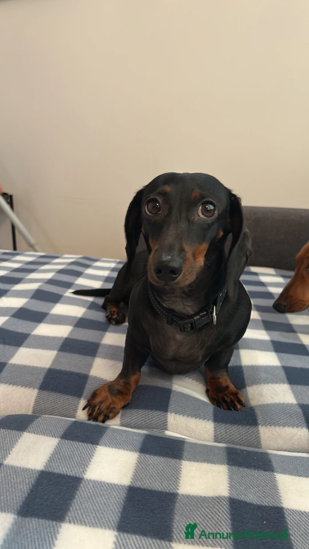 Bassotto Nano cani in vendita: Bassotto nano  - Annuncio 2