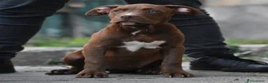 American Bully 4