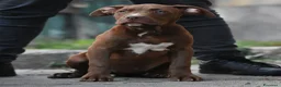 American Bully cani in vendita: Cucciole di American Bully XL. - Annuncio 17