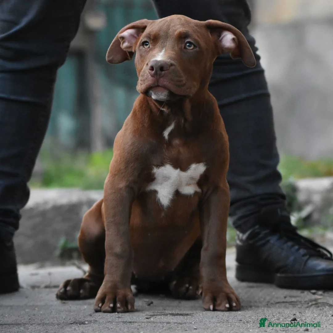 American Bully cani in vendita: Cucciole di American Bully XL. - Annuncio 17