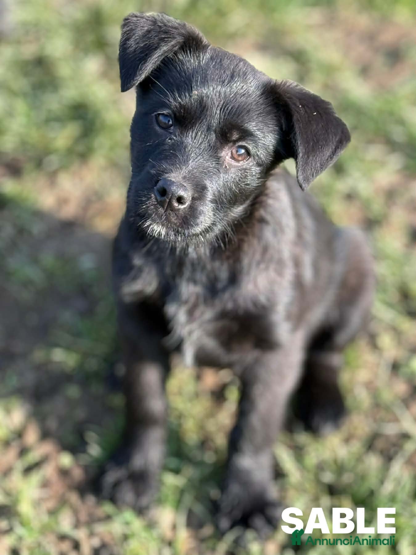 Meticcio cani SABLE, tenerissima cucciola tg MEDIO PICCOLA. - Annuncio 2