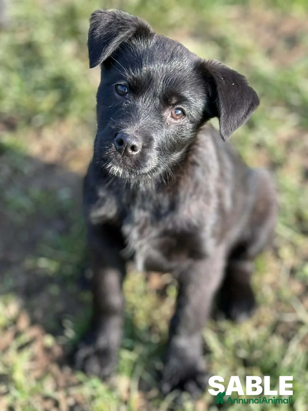 Meticcio cani in regalo: SABLE, tenerissima cucciola tg MEDIO PICCOLA. - Annuncio 1