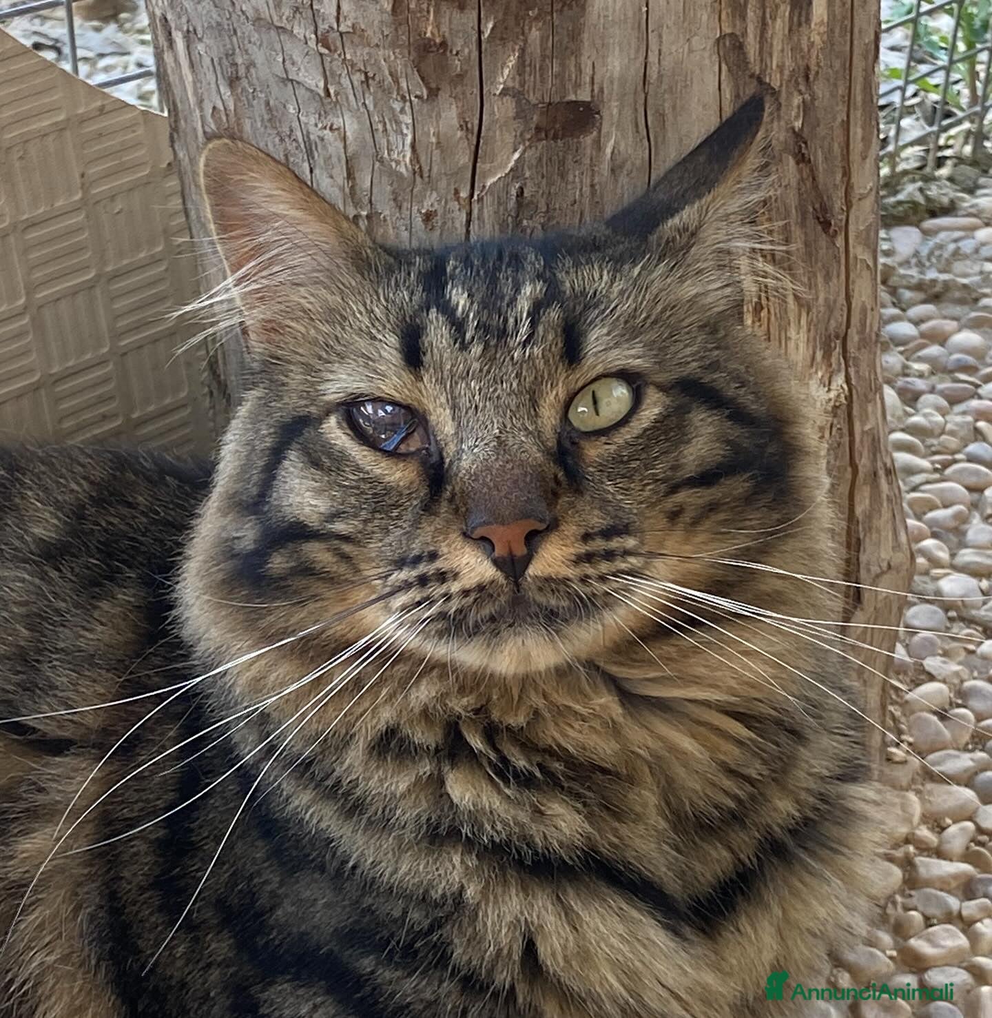 Europeo gatti MAINE micione dolce e socievole cerca casa a Provincia di Latina - Annuncio 2