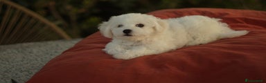 Bichon Cucciolo 2