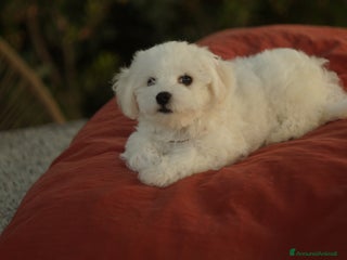 Bichon cani Un Amore cresciuto con dedizione totale a Provincia del Sud Sardegna - Annuncio 2