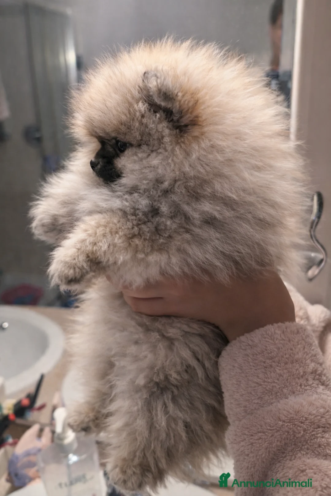 Volpino Pomerania cani in vendita: Volpino pomerania pedigree - Annuncio 2