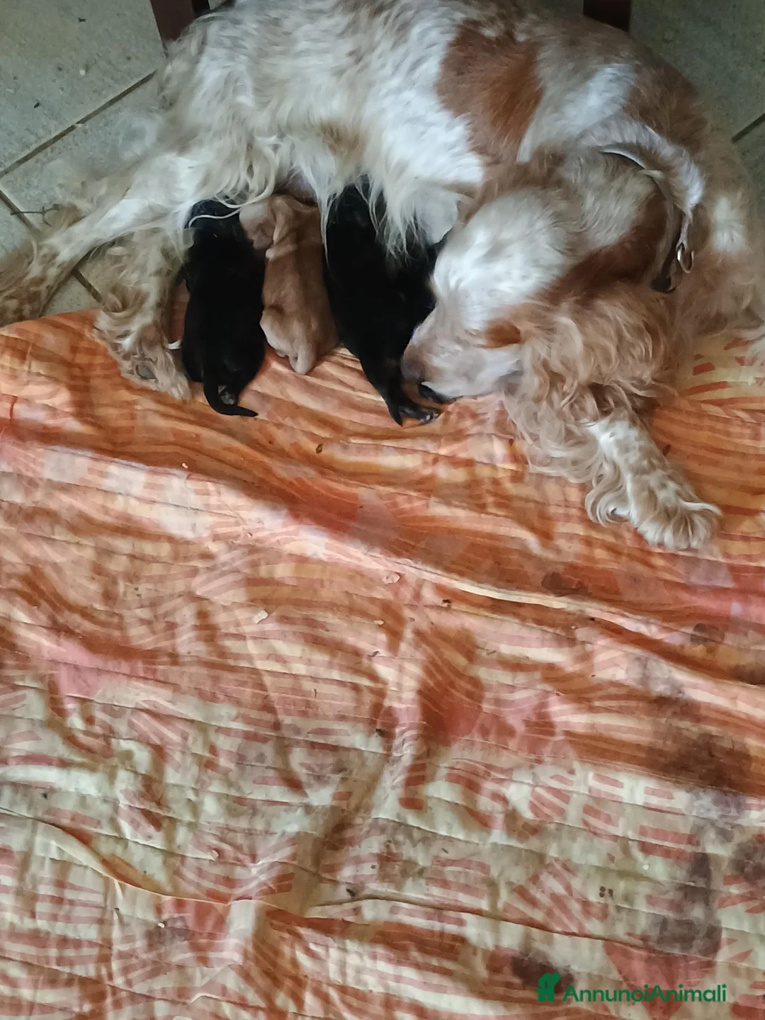 Cocker cani in vendita: Cocker spaniel cuccioli - Annuncio 1