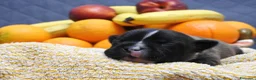 Staffordshire cani in vendita: Staffordshire bull terrier staffy a Provincia di Frosinone - Annuncio 6