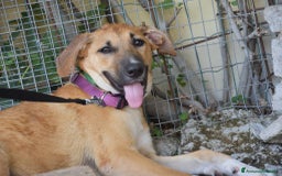 Meticcio cani in regalo: MIELE 4,5mesi in cerca d'amore a Provincia di Reggio Emilia - Immagine 2