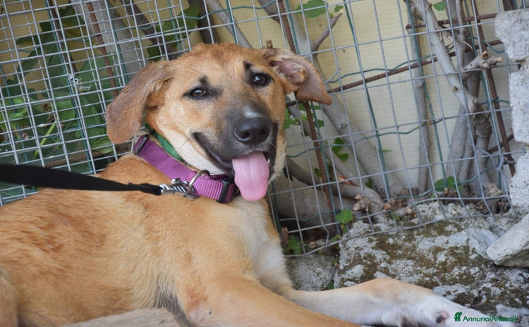 Meticcio cani a Provincia di Reggio Emilia - Annuncio 4