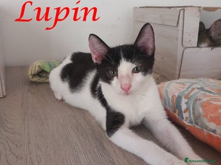 Europeo gatti LUPIN, tenero gattino in adozione! - Annuncio 2