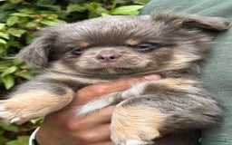 Chihuahua cani in vendita: Chihuahua pelo lungo tricolore lillac  a Città metropolitana di Milano - Immagine 2
