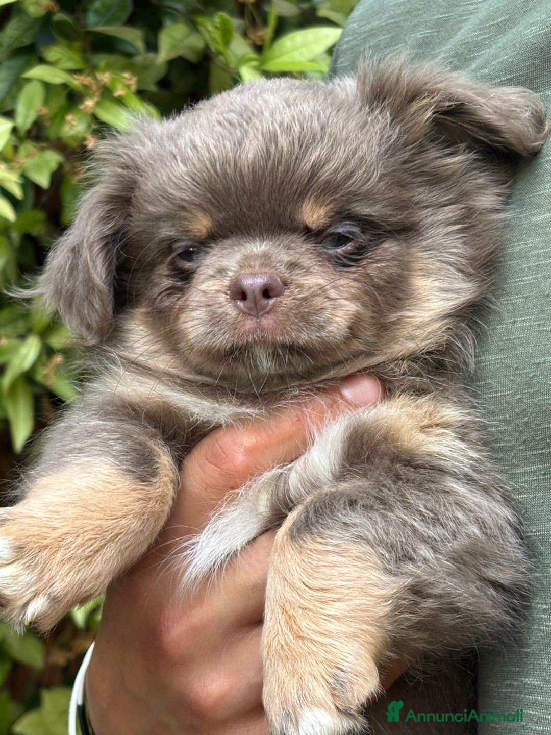 Chihuahua cani in vendita: Chihuahua pelo lungo tricolore lillac  a Città metropolitana di Milano - Immagine 2