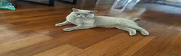 British gatti per accoppiamento: Maschio british shorthair per accoppiamento  - Annuncio 8