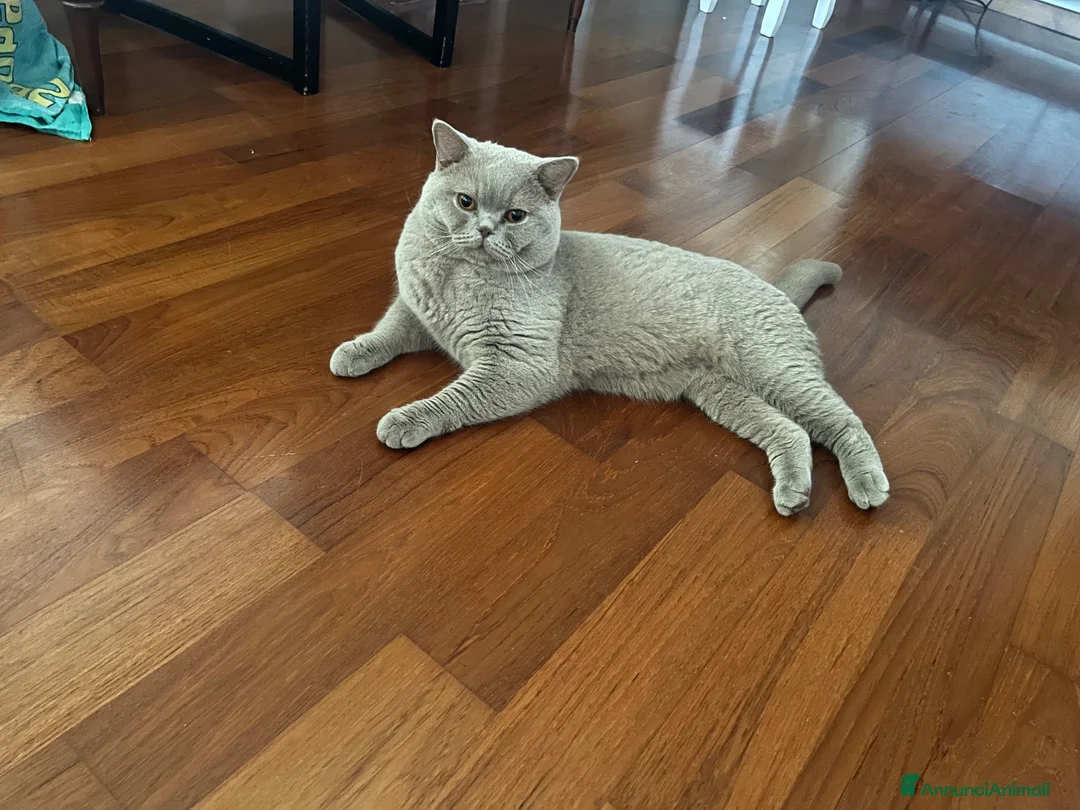British gatti per accoppiamento: Maschio british shorthair per accoppiamento  - Annuncio 8