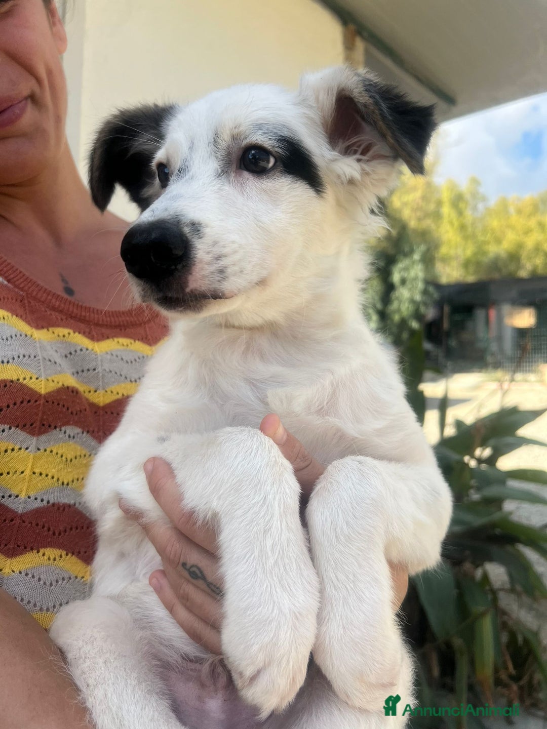 Meticcio cani in regalo:   Giò  - Immagine 3