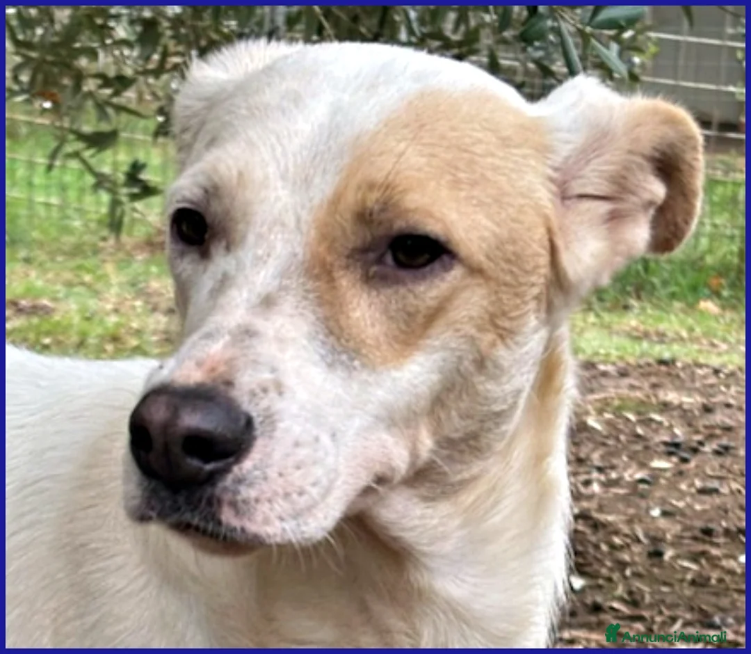 Meticcio cani in regalo: CALU' TENERA CAGNOLINA 2 ANNI,SALVATA DALLA GABBIA - Annuncio 11