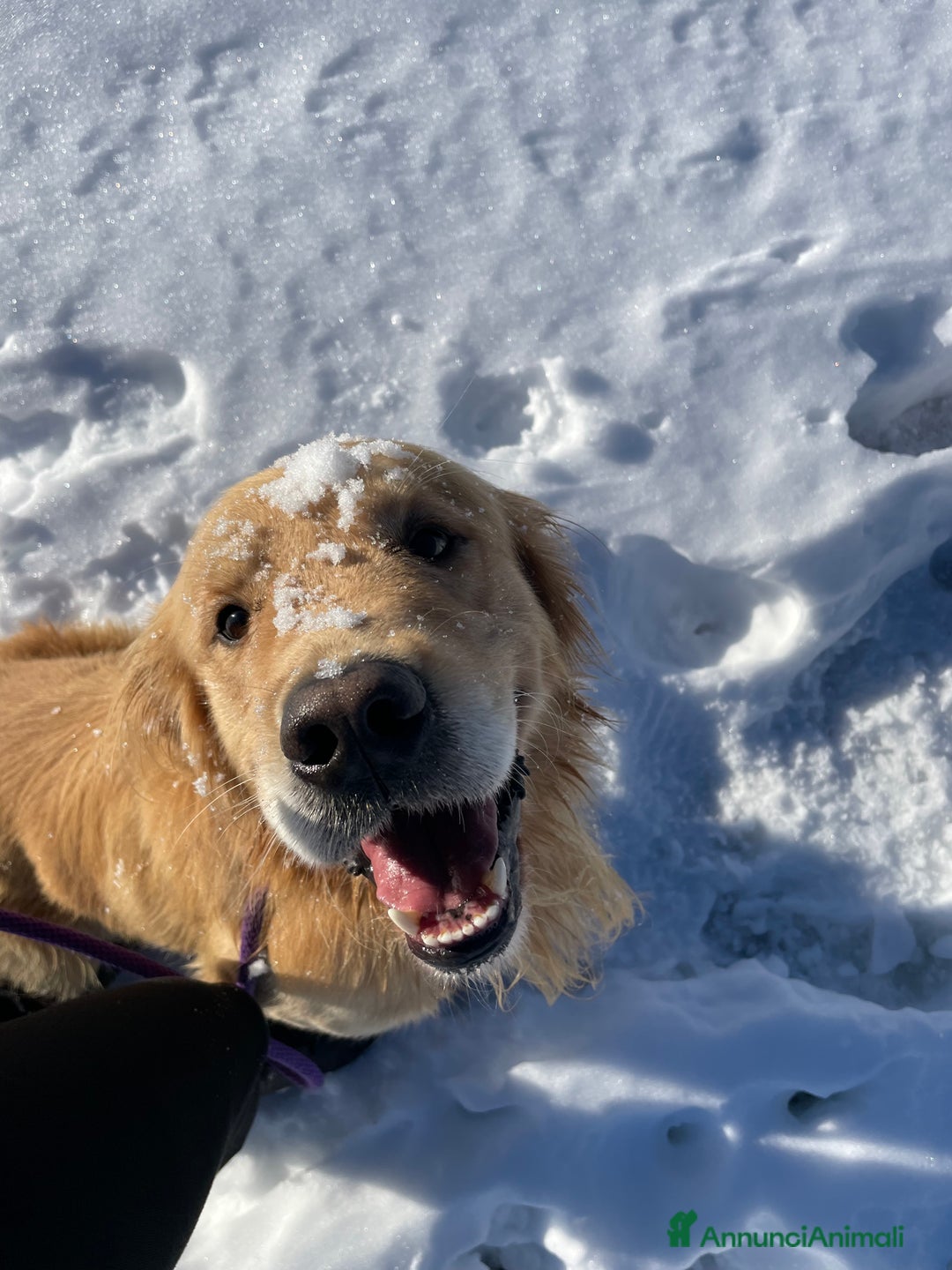 Golden Retriever cani per accoppiamento: GOLDEN RETRIEVER PER ACCOPPIAMENTO - Annuncio 3