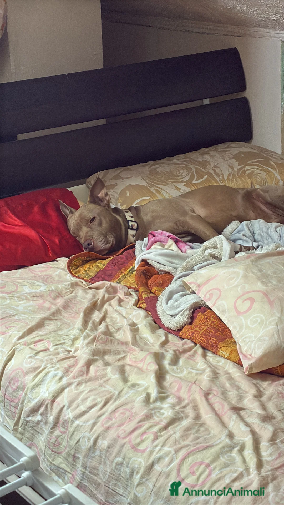 Pitbull cani per accoppiamento: Maschio di pitbull cerca femmina  - Annuncio 2