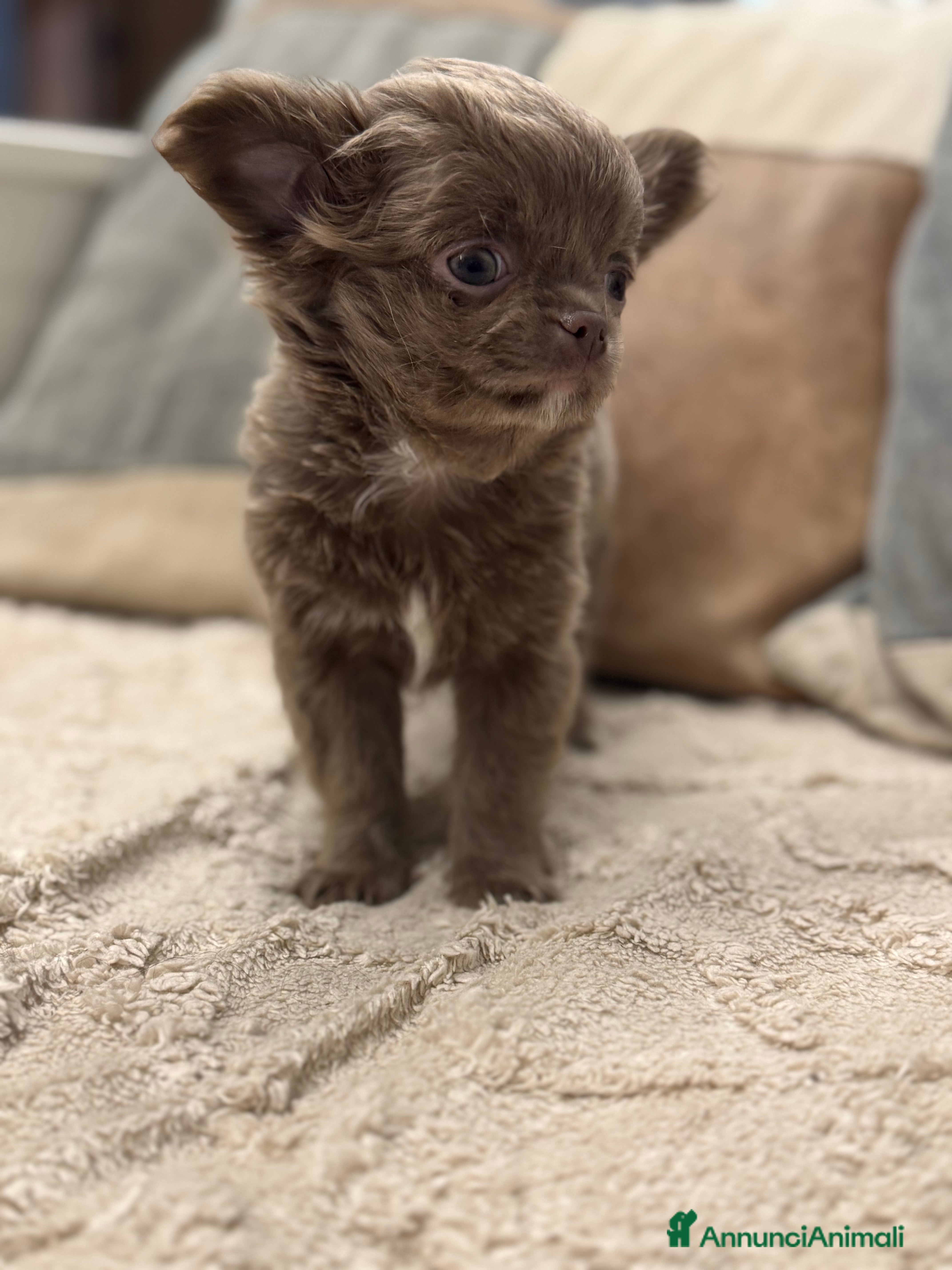 Chihuahua cani Cucciola chihuahua pelo lungo lilac - Annuncio 9