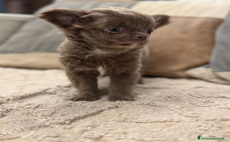 Chihuahua cani - Annuncio 7