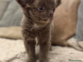 Chihuahua cani Cucciola chihuahua pelo lungo lilac - Annuncio 18