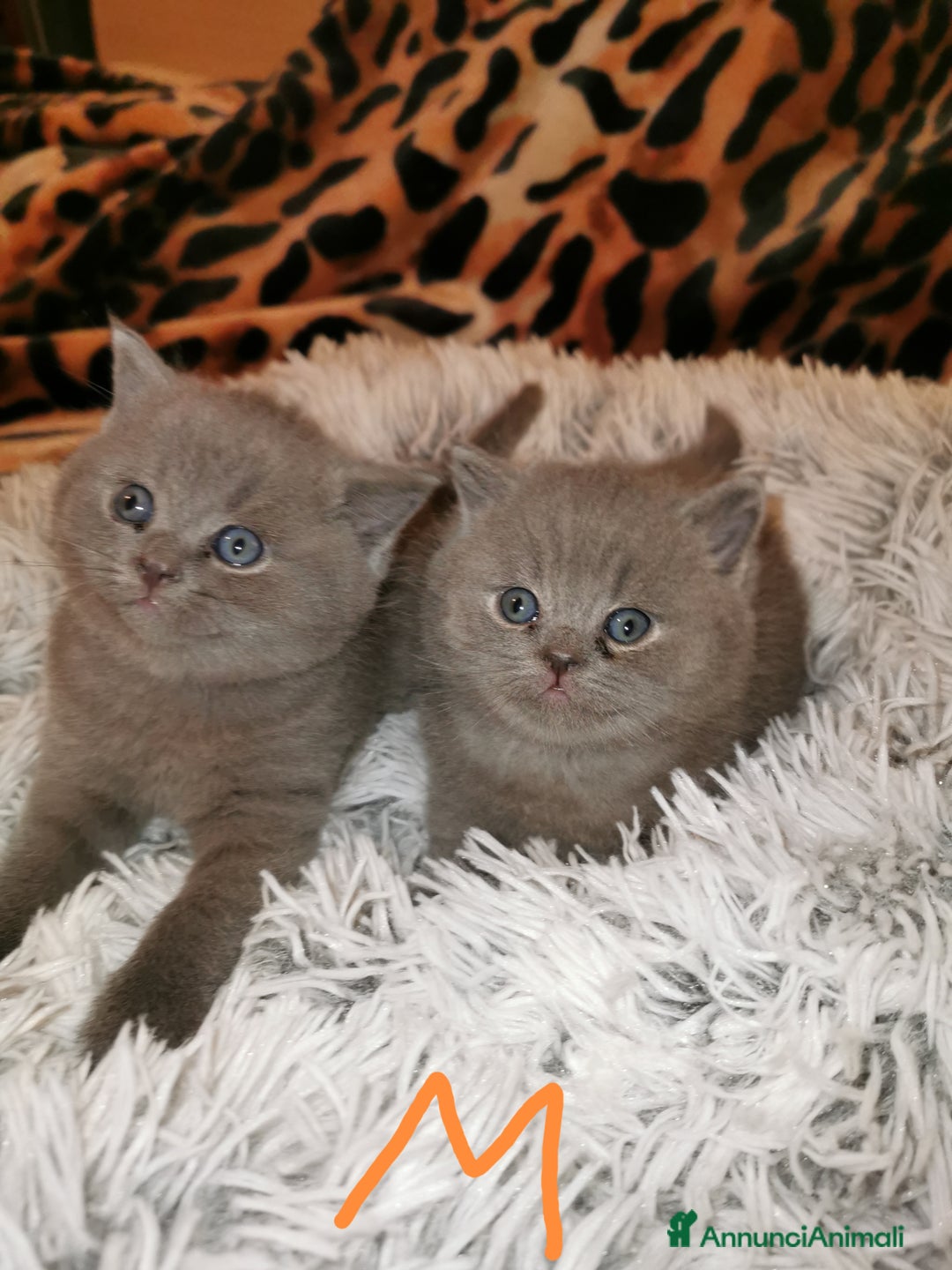 Scottish gatti in vendita: Gattini, cuccioli Scottish, British Straight  - Annuncio 8