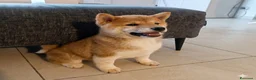 Shiba Inu cani in vendita: Cucciolo di shiba - Annuncio 3