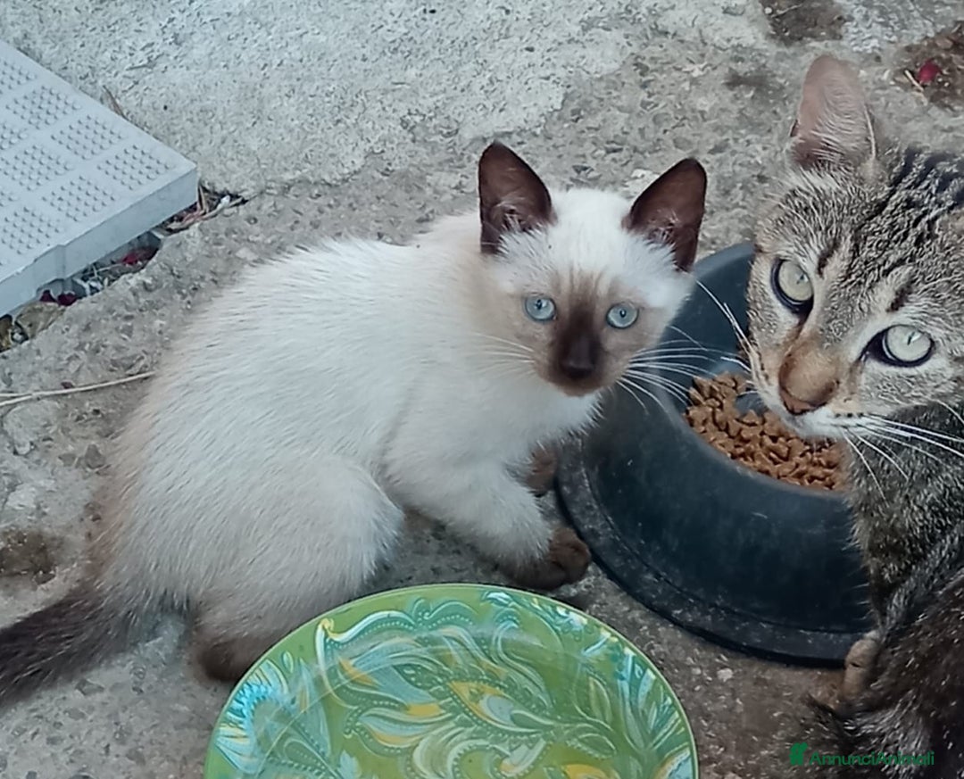 Altre razze gatti in regalo: Gatti e gatte di 2 mesi a Provincia di Pisa - Immagine 9