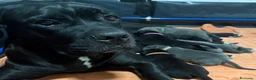 Cane Corso cani in vendita: Cuccioli di Cane Corso  - Annuncio 3