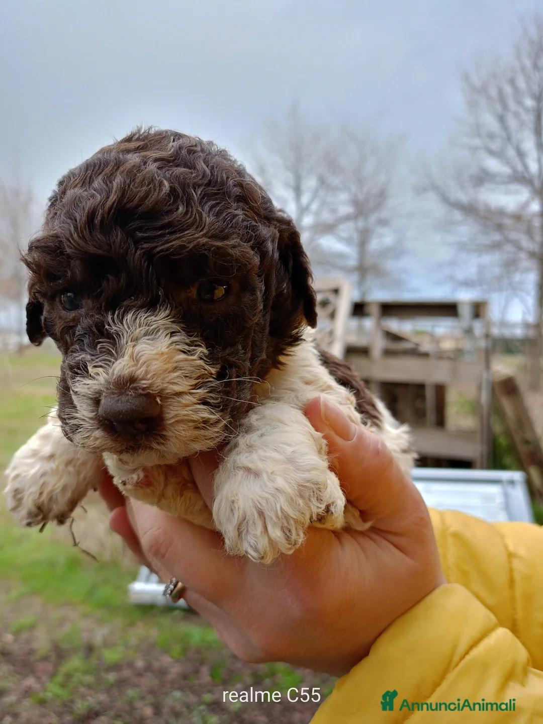 Lagotto cani in vendita: Vendo Lagotto romagnoli - Annuncio 6