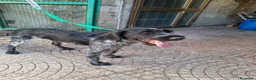 Drahthaar cani in regalo: Fabiana: dolcissima giovane Drahthaar - Annuncio 6
