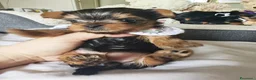 Yorkshire cani in vendita: Cuccioli di Yorkshire Terrier in Ottima Salute - Annuncio 20