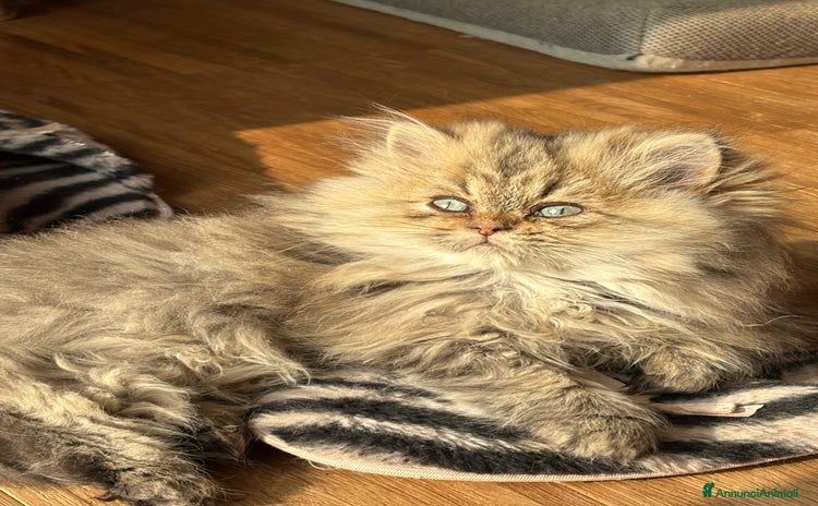 Persiano gatti - Annuncio 15