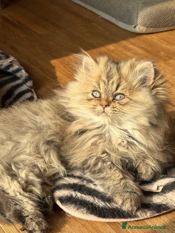 Persiano gatti - Annuncio 6