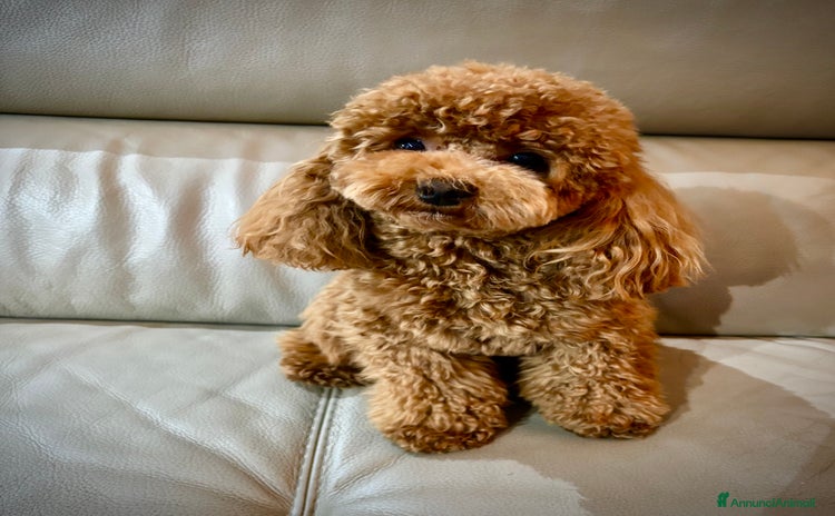 Barboncino Toy cani a Provincia di Foggia - Annuncio 1