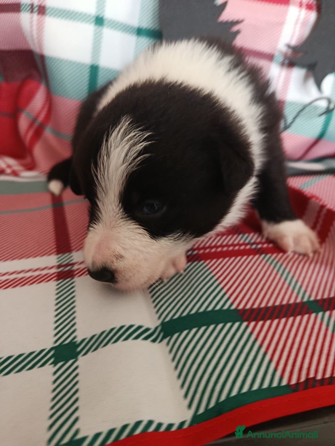 Border Collie cani in vendita: cuccioli border collie  - Annuncio 18