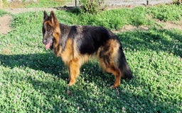 Pastore Tedesco cani in vendita: PASTORE TEDESCO FEMMINA a Provincia di Sondrio - Immagine 3