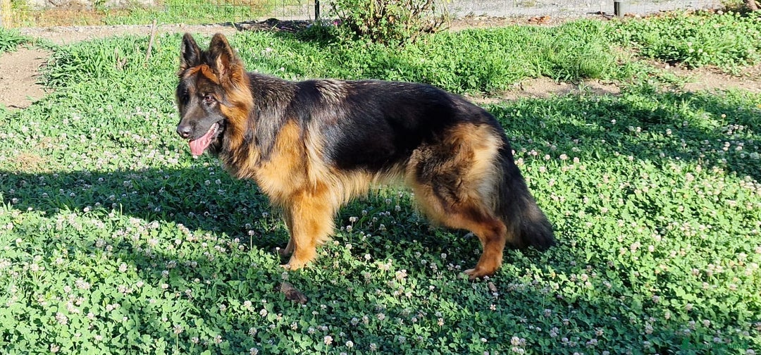 Pastore Tedesco cani in vendita: PASTORE TEDESCO FEMMINA a Provincia di Sondrio - Immagine 3