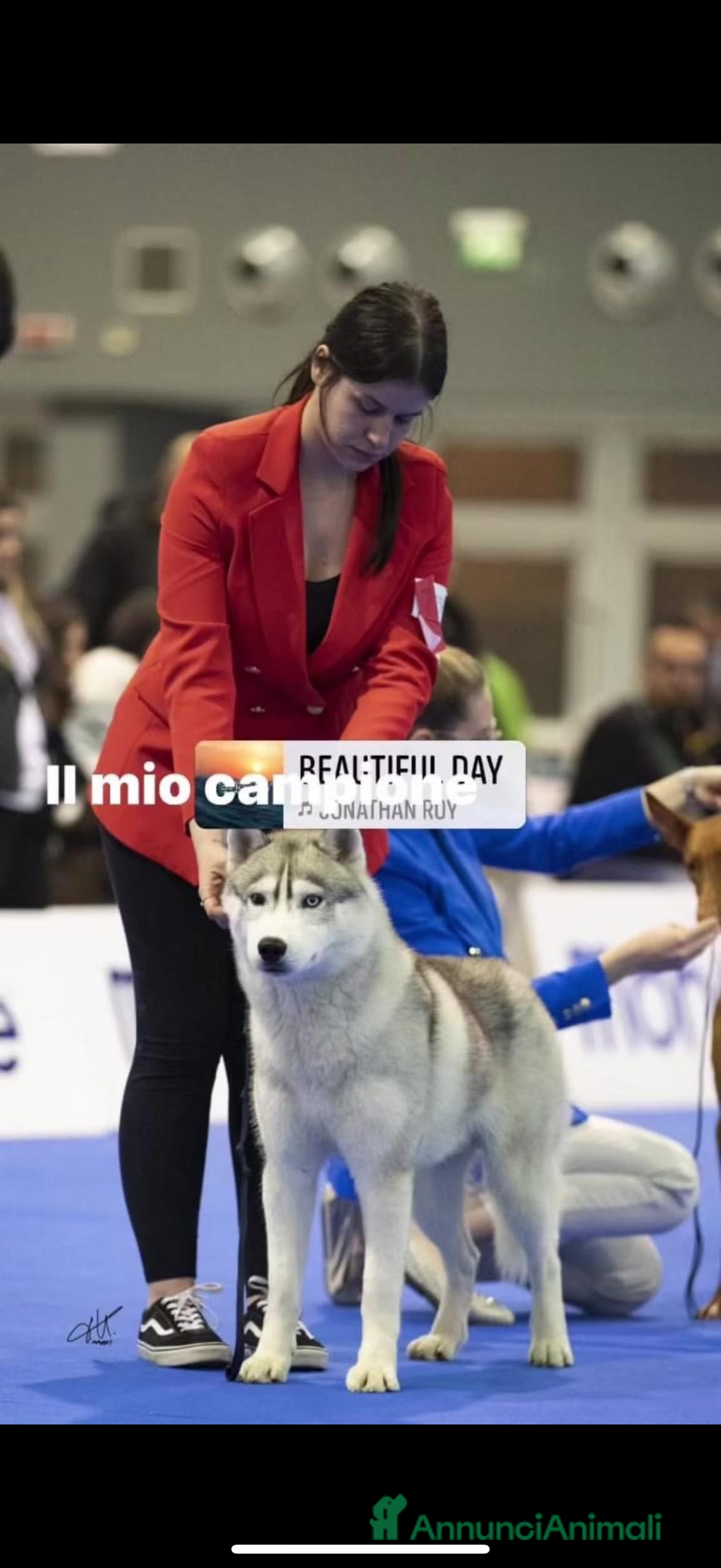Husky cani per accoppiamento: Husky Siberiano con pedigree cerca fidanzata - Annuncio 12