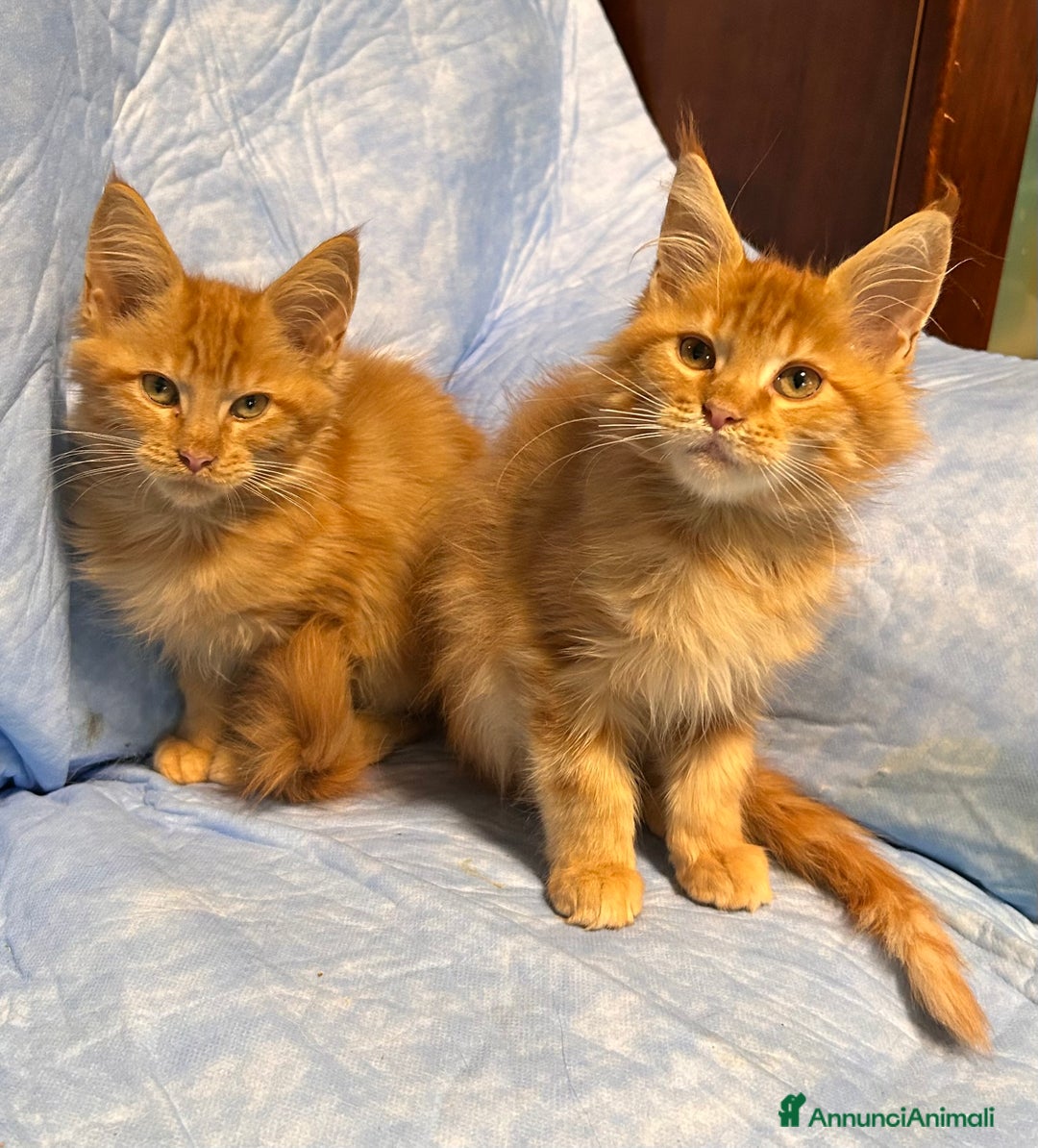 Maine Coon gatti in vendita: Cuccioli Maine Coon - Annuncio 11